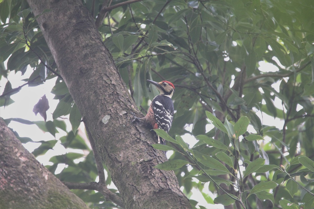 White-backed Woodpecker (White-backed) - ML548921301