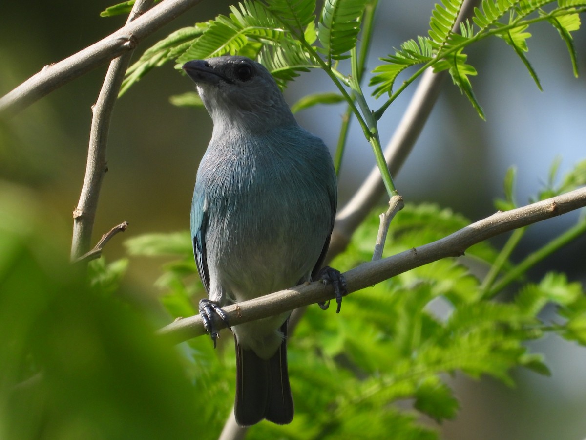Glaucous Tanager - ML548923971
