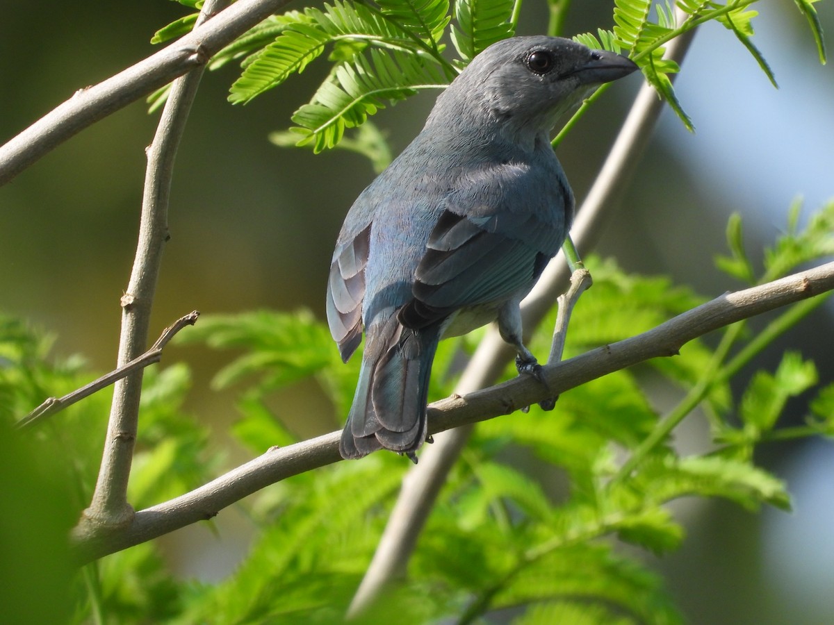 Glaucous Tanager - ML548923981