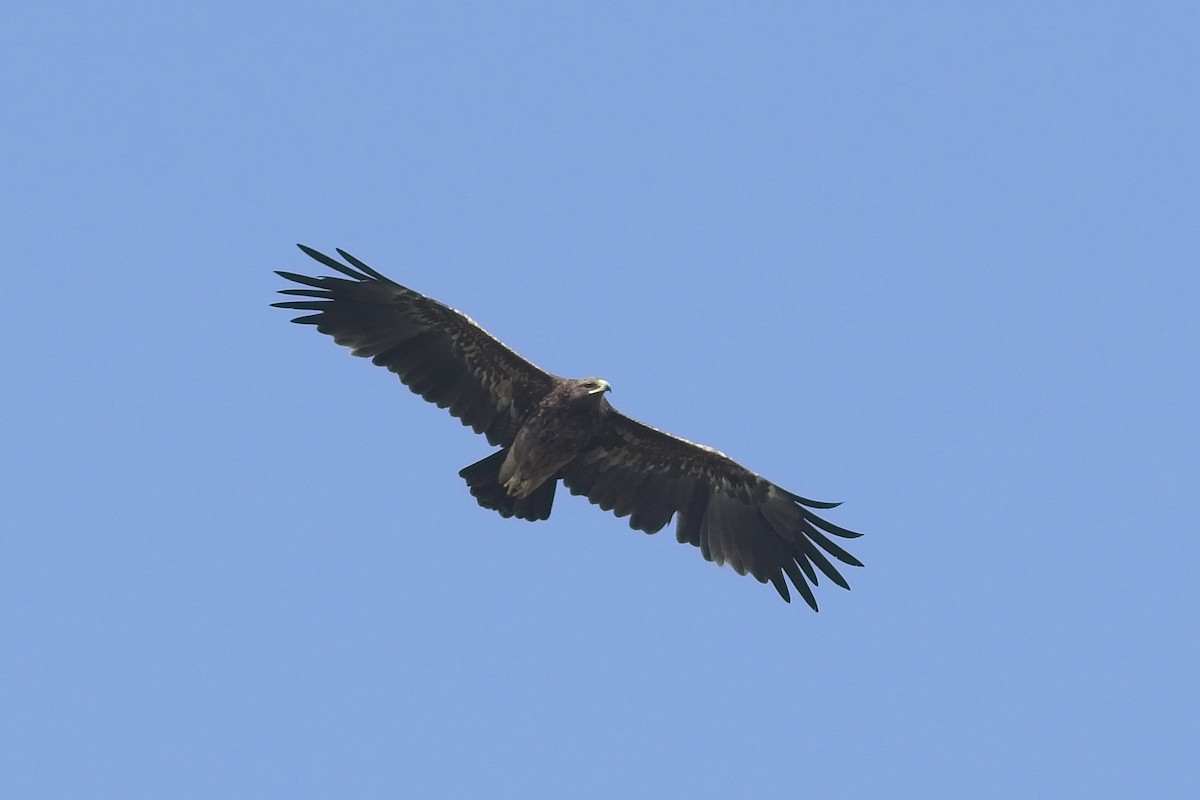 Greater Spotted Eagle - ML548927671