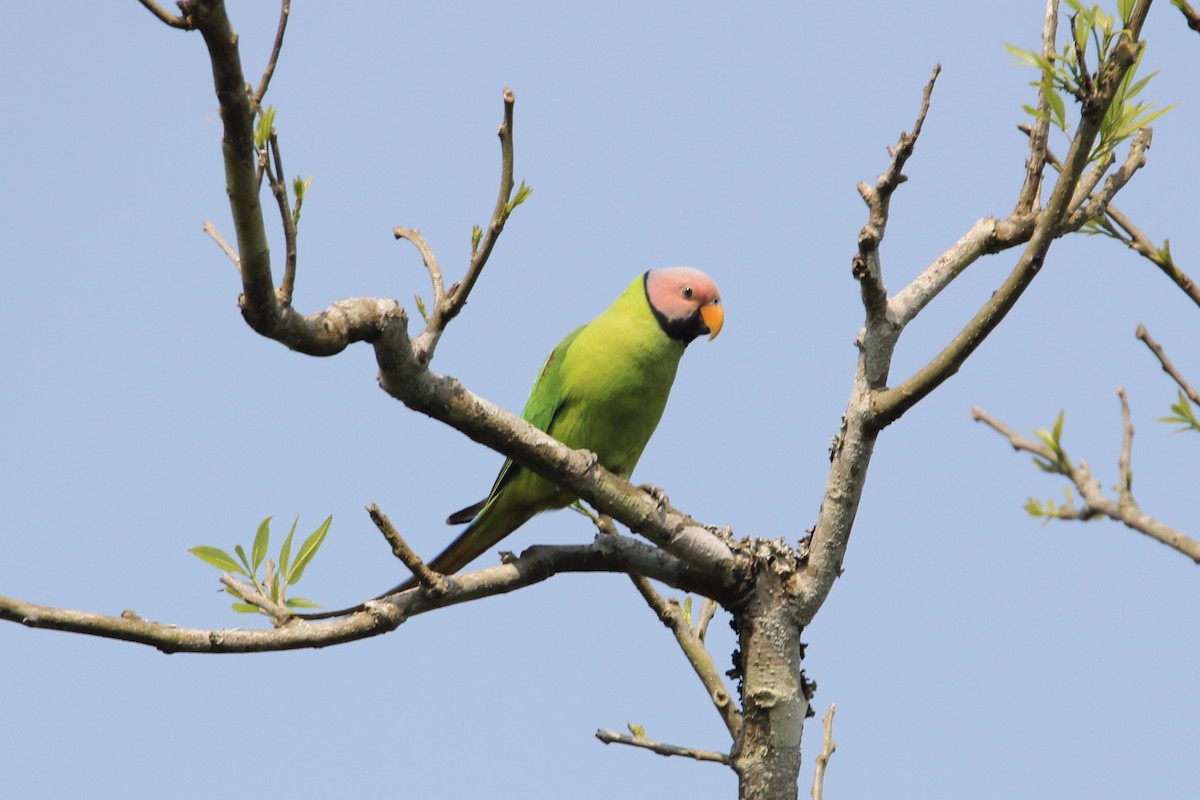 Blossom-headed Parakeet - ML54893121