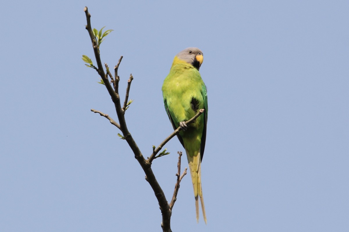 Blossom-headed Parakeet - Robert Gowan