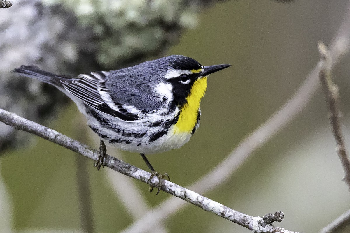 Yellow-throated Warbler - Sean Leahy