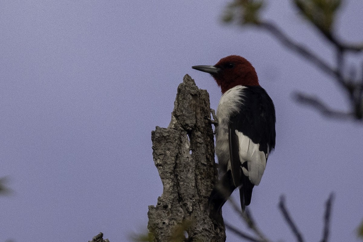 Red-headed Woodpecker - ML548931971