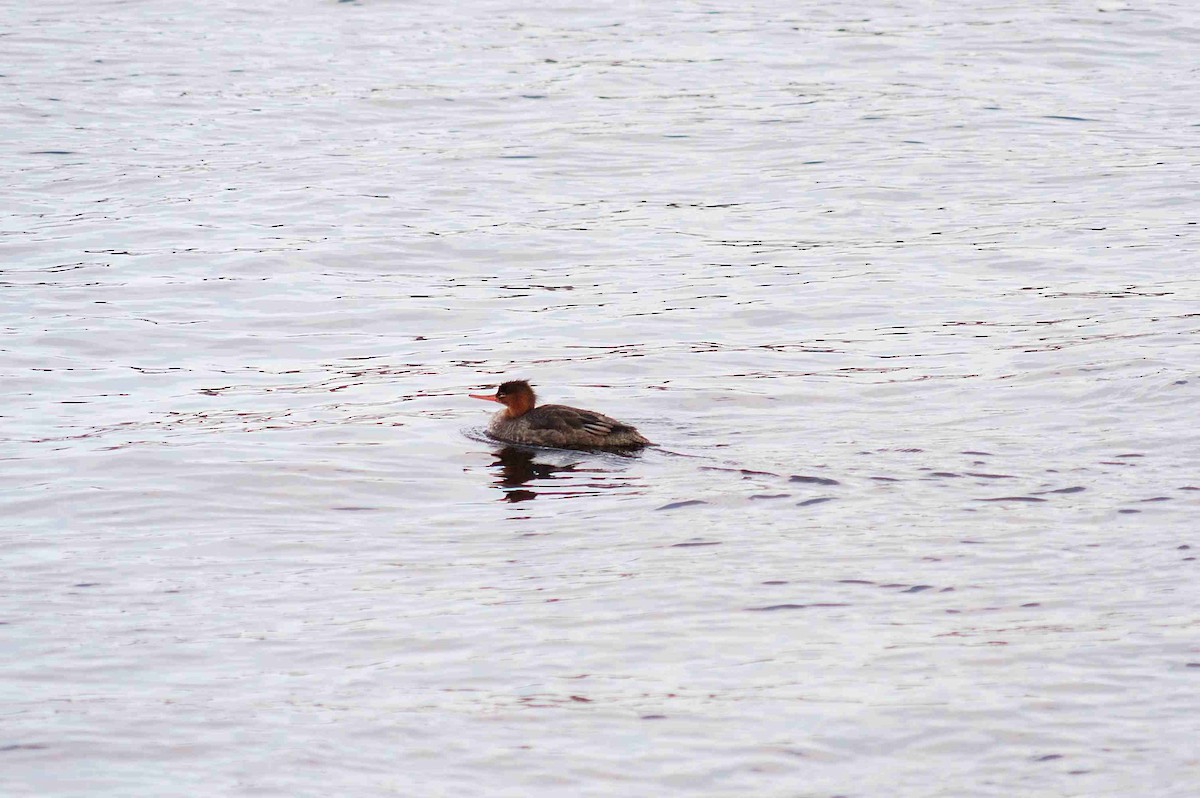 Red-breasted Merganser - André Couture
