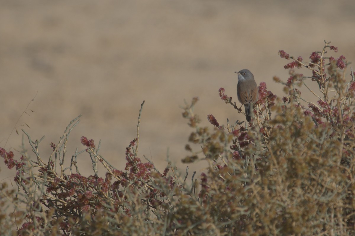 Spectacled Warbler - ML548938211