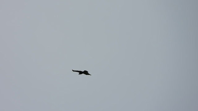 Lesser Spotted Eagle - ML548939971