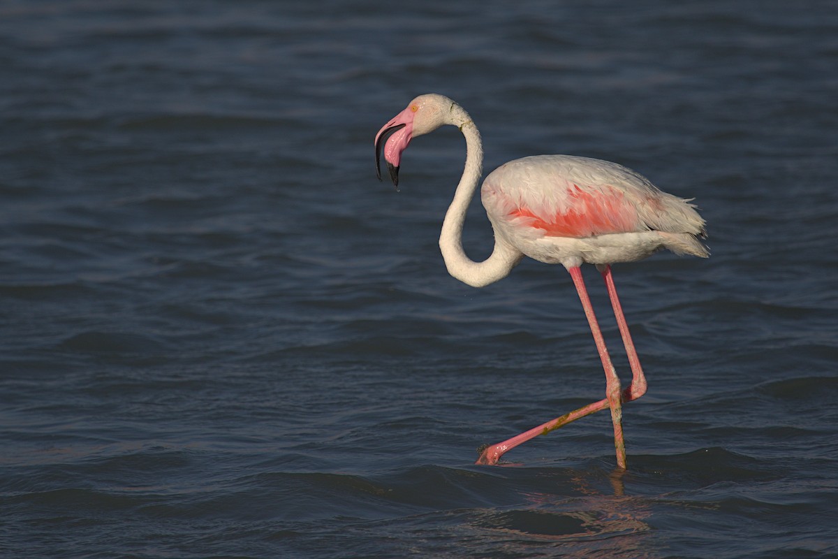 Greater Flamingo - ML548941201