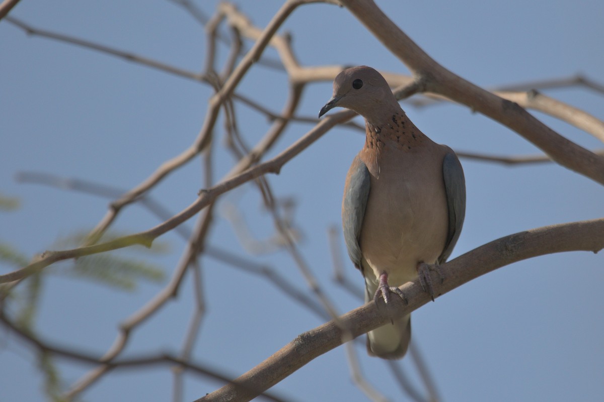 Laughing Dove - ML548942171