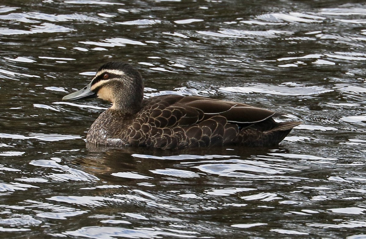 Pacific Black Duck - Charlotte Byers