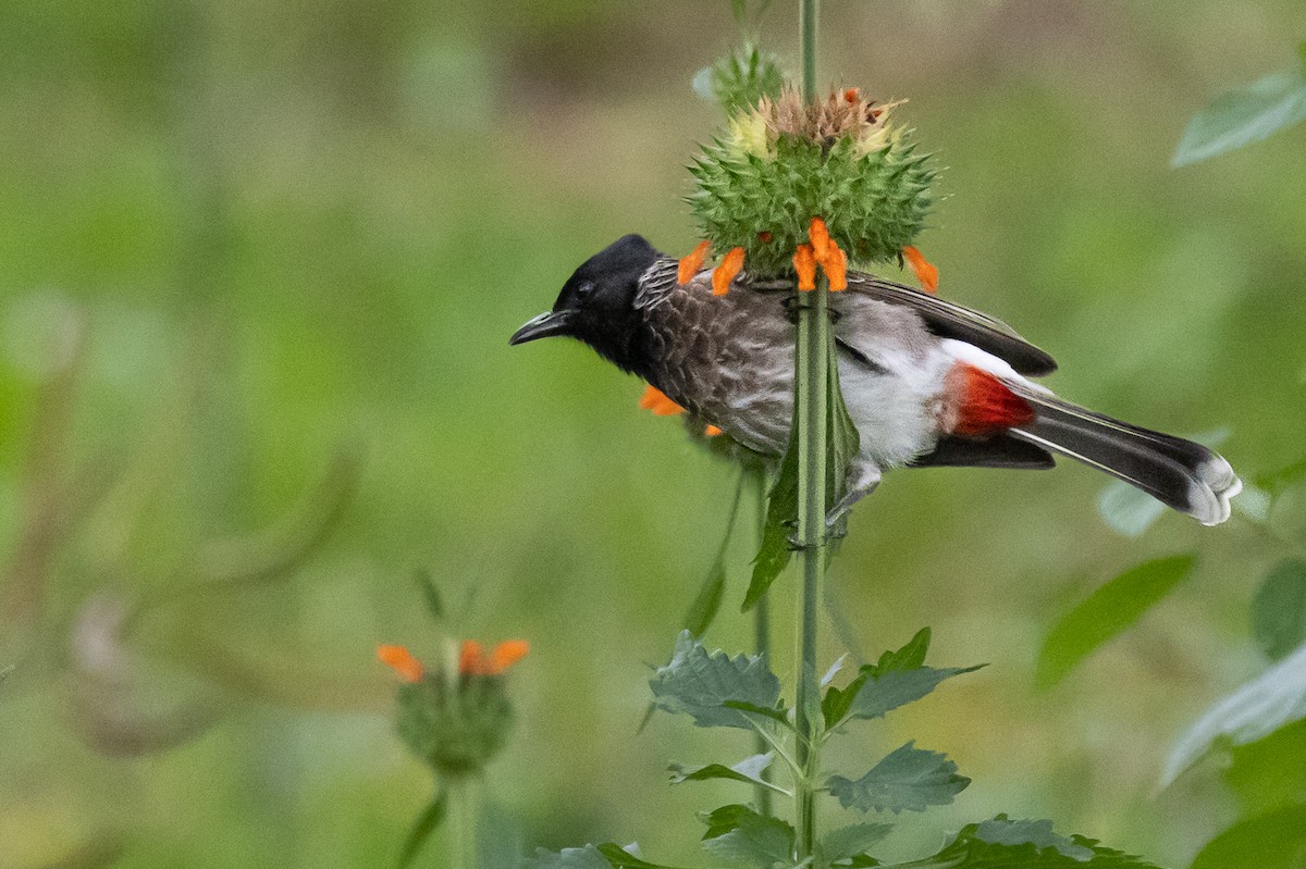 Red-vented Bulbul - ML548945651