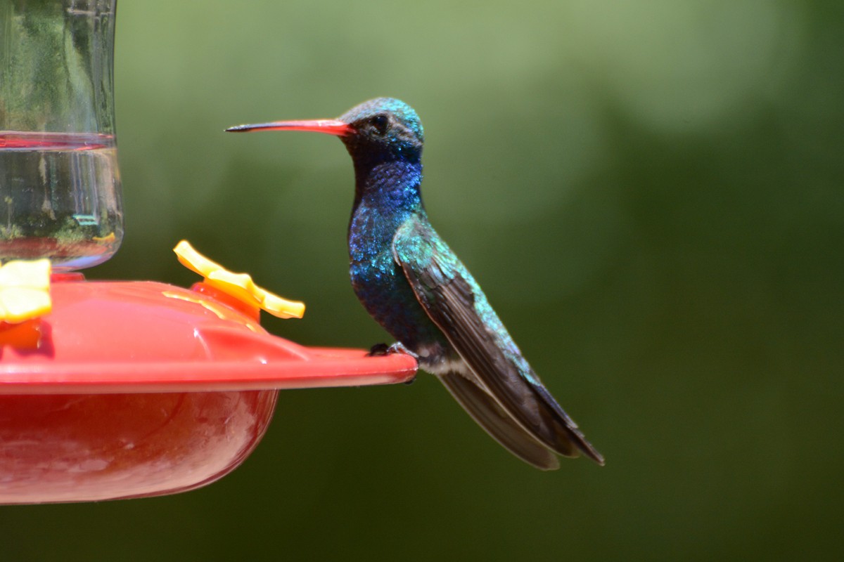kolibřík širokozobý - ML54894601