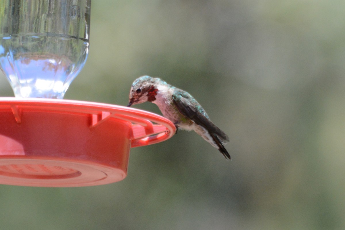 hummingbird sp. - ML54894671