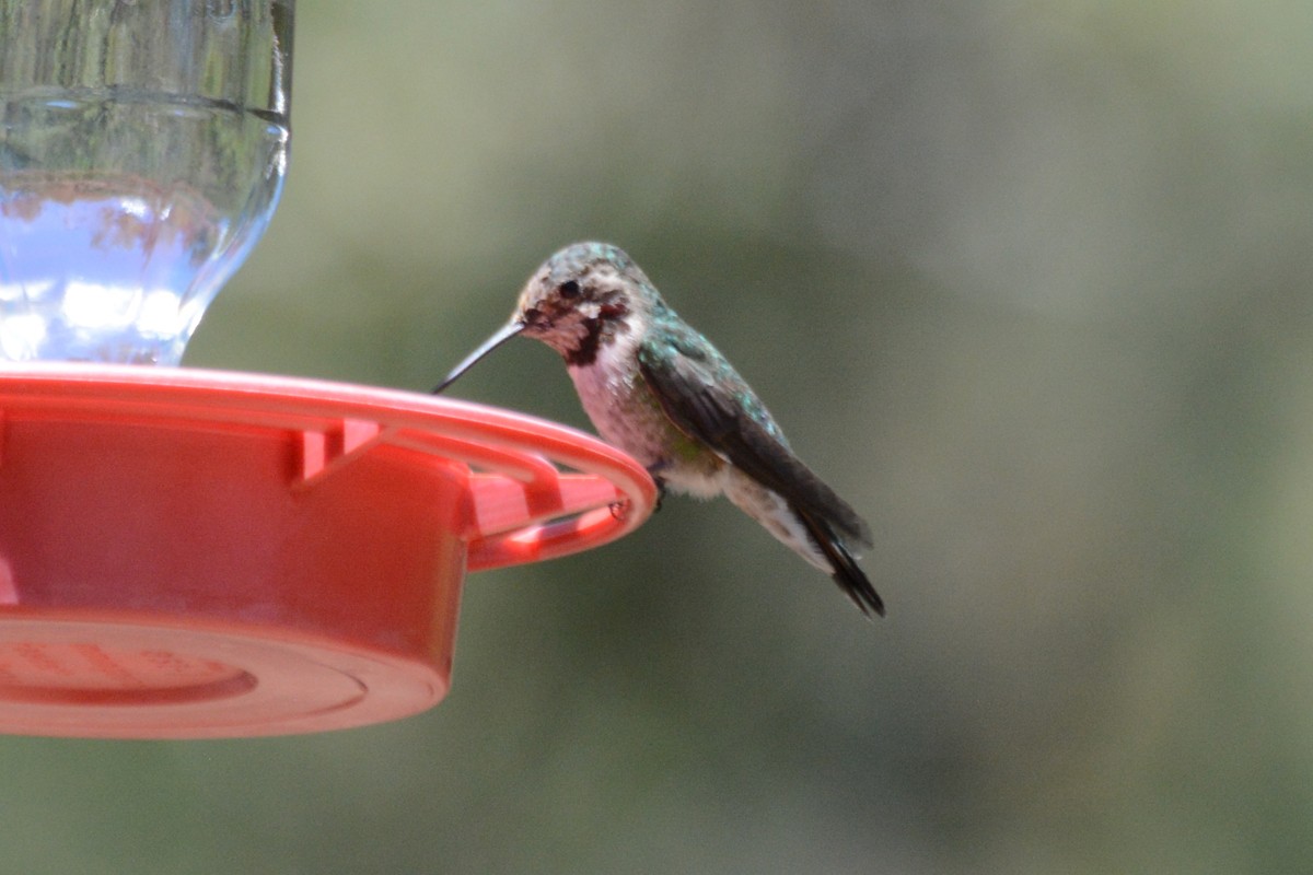 hummingbird sp. - ML54894721