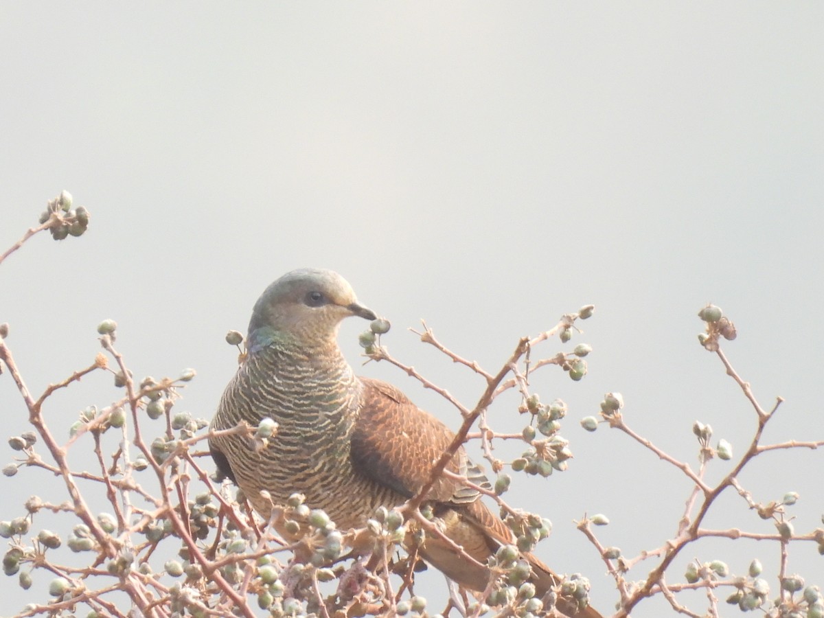 Barred Cuckoo-Dove - ML548951391