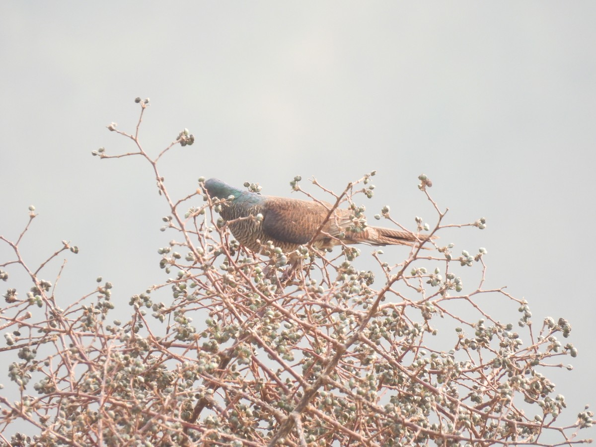 Barred Cuckoo-Dove - ML548951411