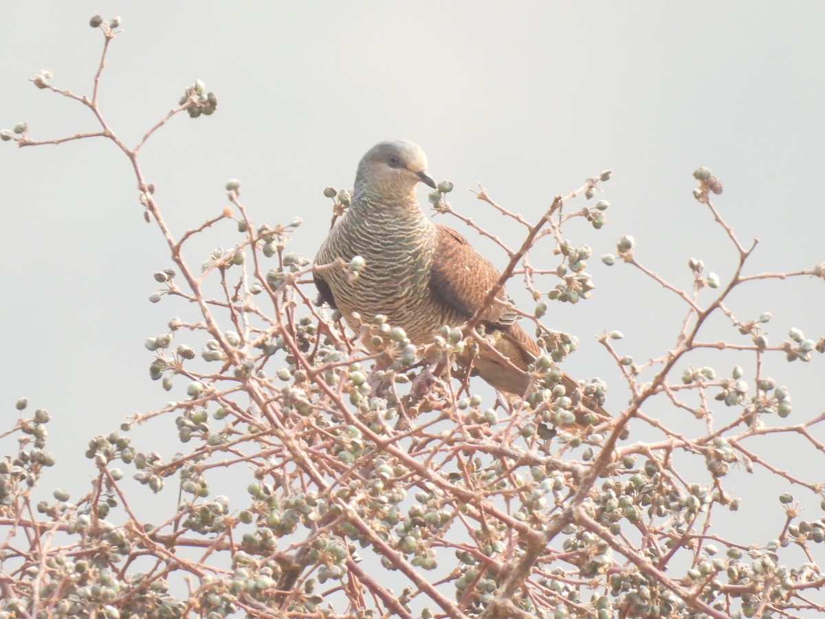 Barred Cuckoo-Dove - ML548951431