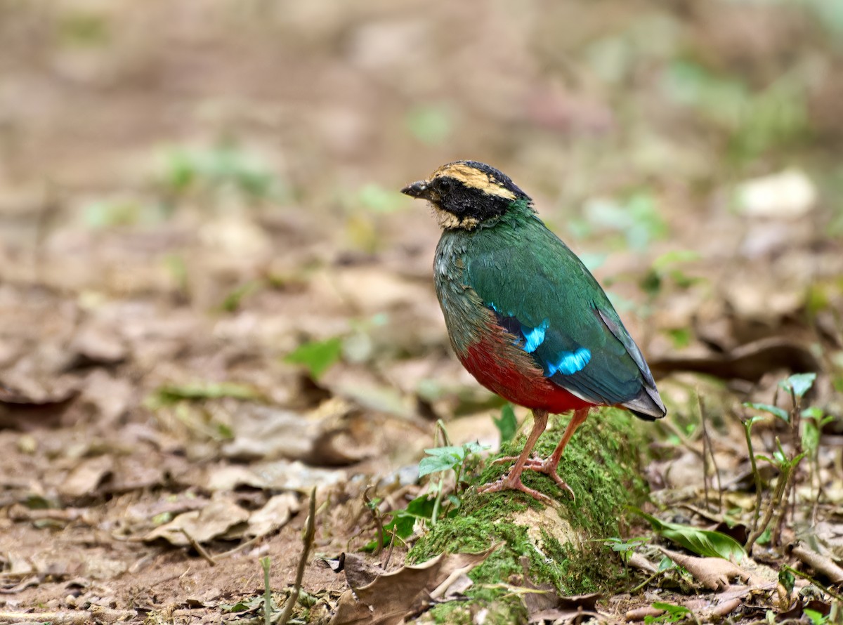 Green-breasted Pitta - ML548952051