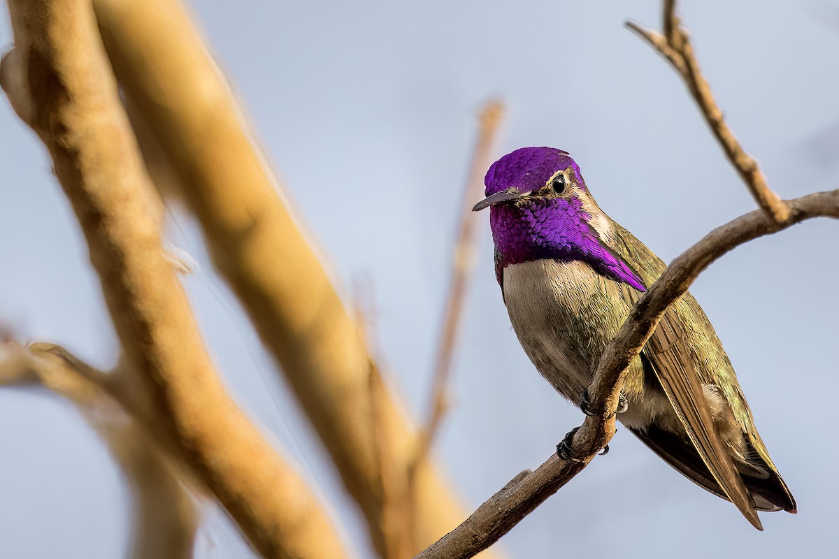 Costa's Hummingbird - ML548955431