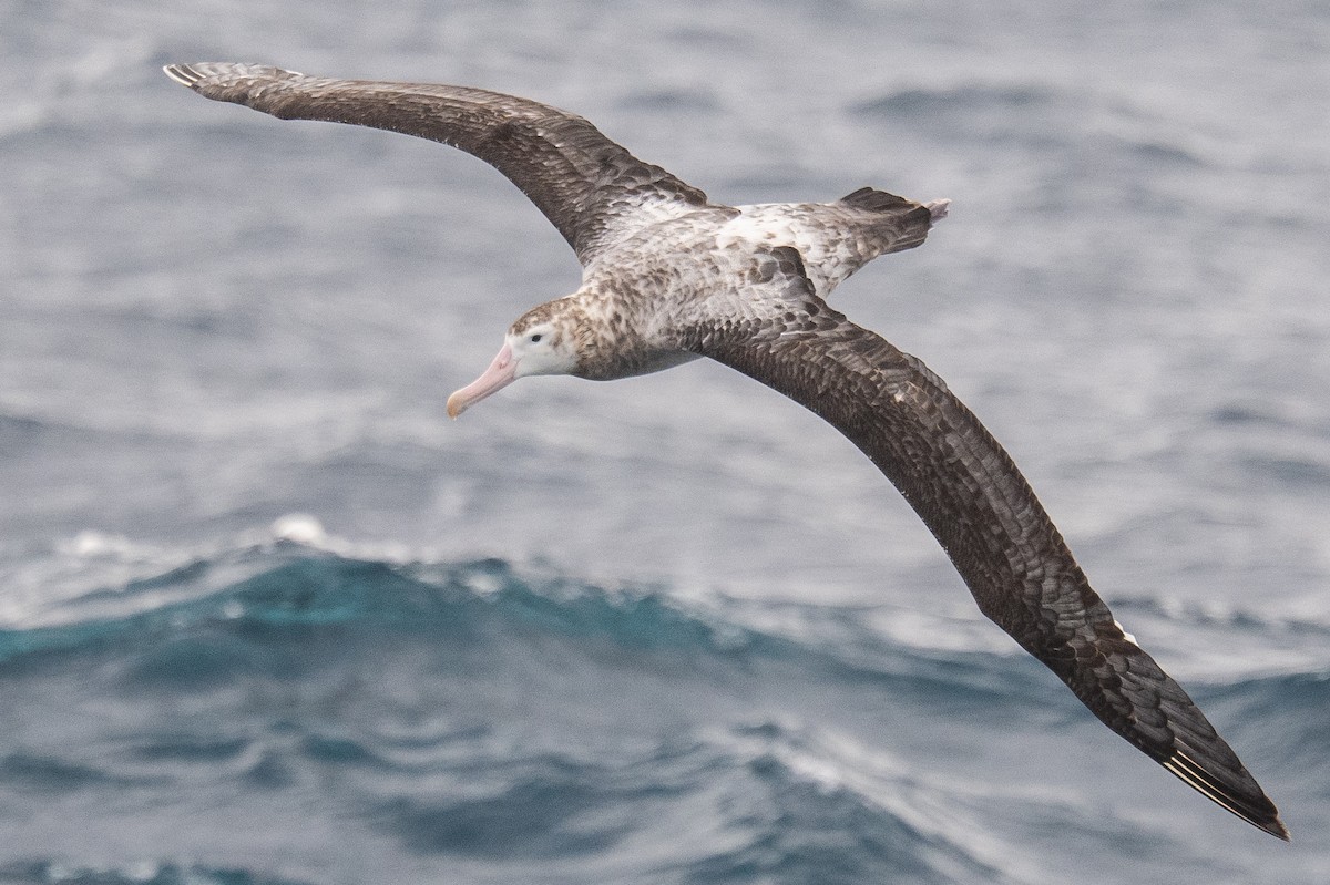 Snowy/Tristan/Antipodean Albatross - ML548955871