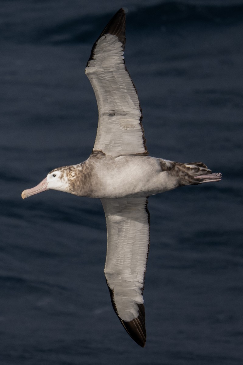 Snowy/Tristan/Antipodean Albatross - ML548955881