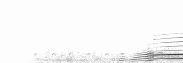  - Yellow-billed Loon