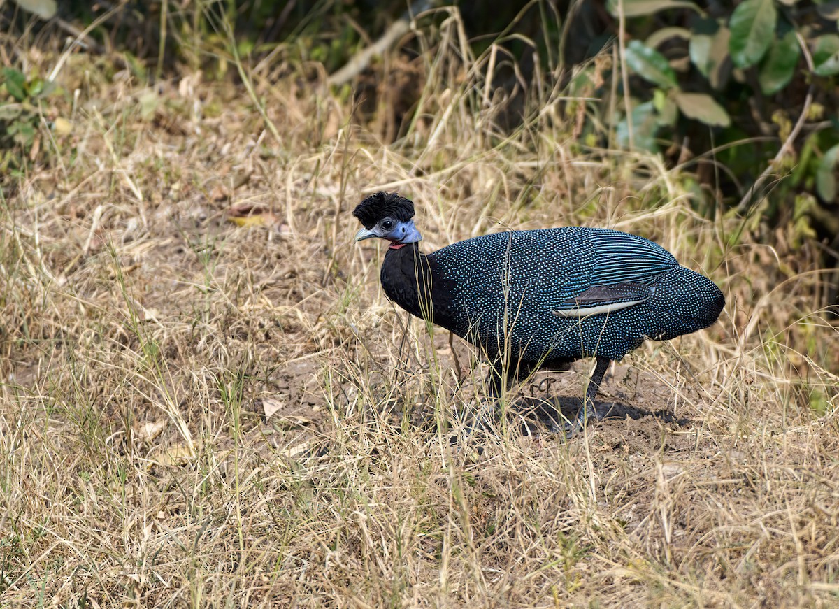 Western Crested Guineafowl - Andrew Wilson