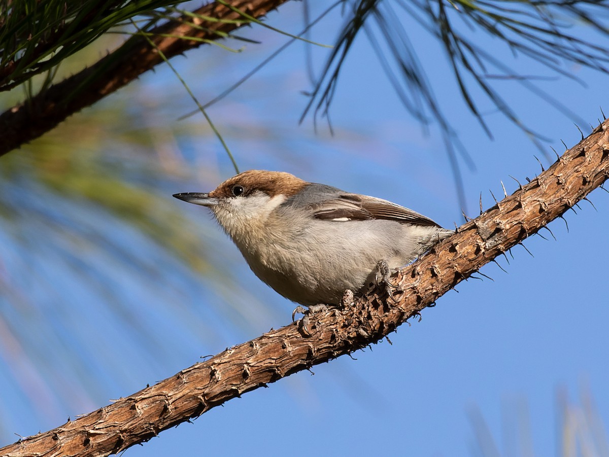 Brown-headed Nuthatch - ML548958981