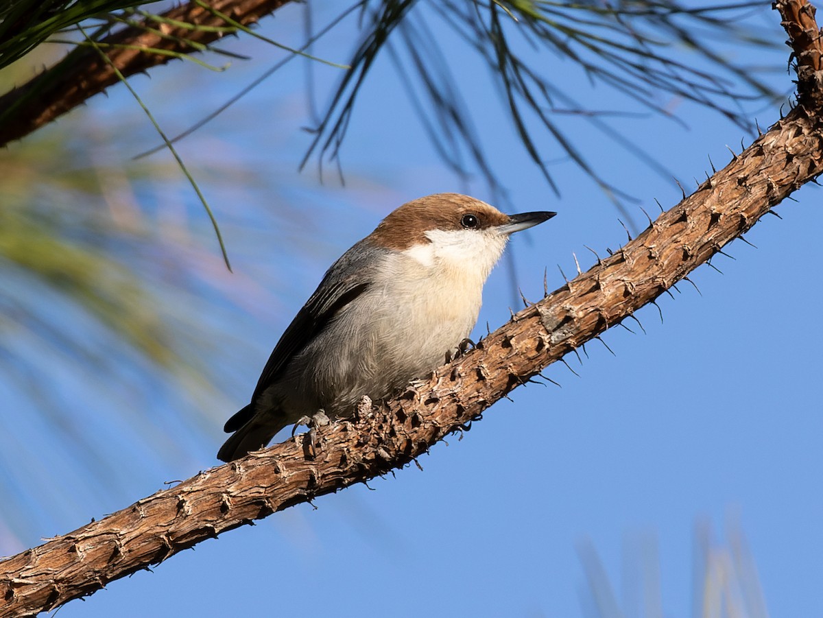 Brown-headed Nuthatch - ML548958991