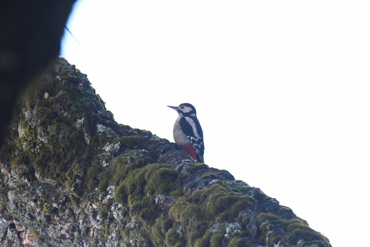 Great Spotted Woodpecker - ML548959031