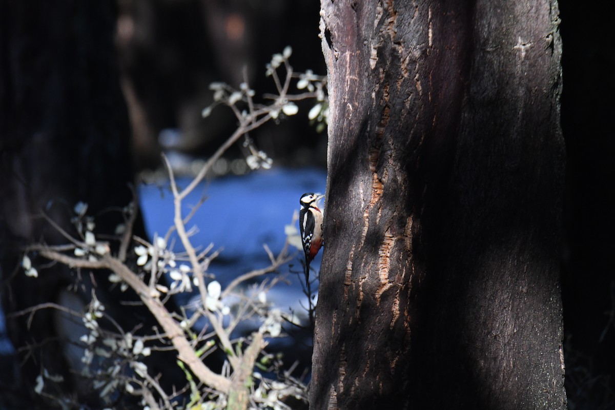 Great Spotted Woodpecker - ML548959041