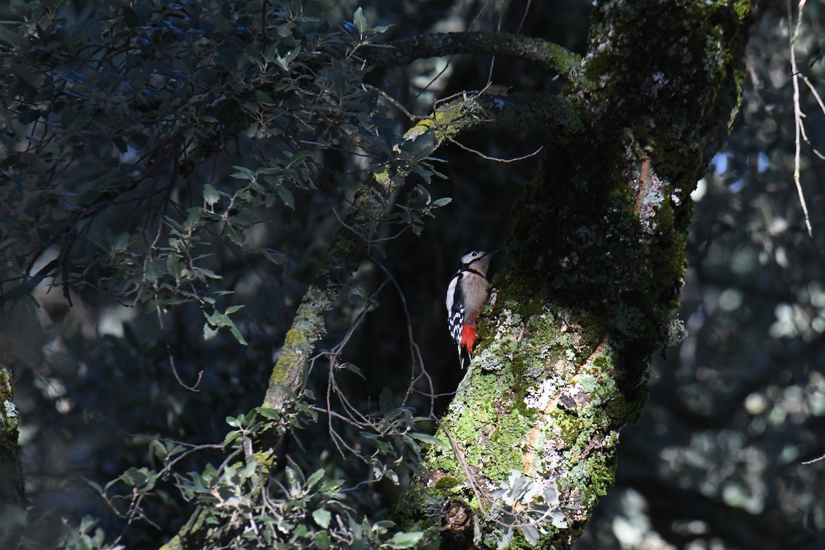 Great Spotted Woodpecker - ML548959181