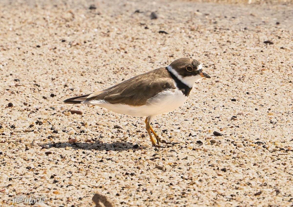 Semipalmated Plover - ML548959771
