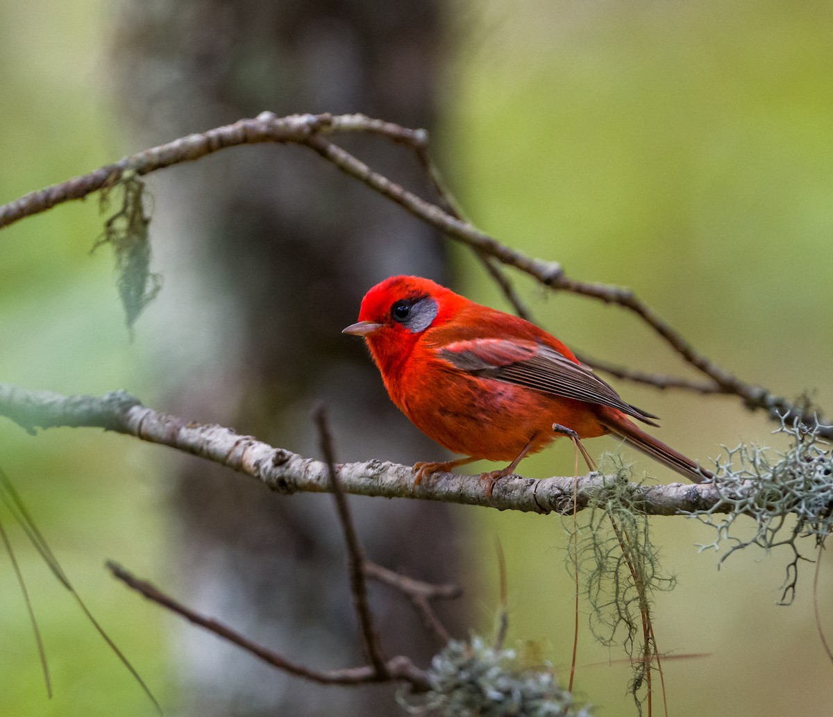 Red Warbler (Gray-cheeked) - ML548959921