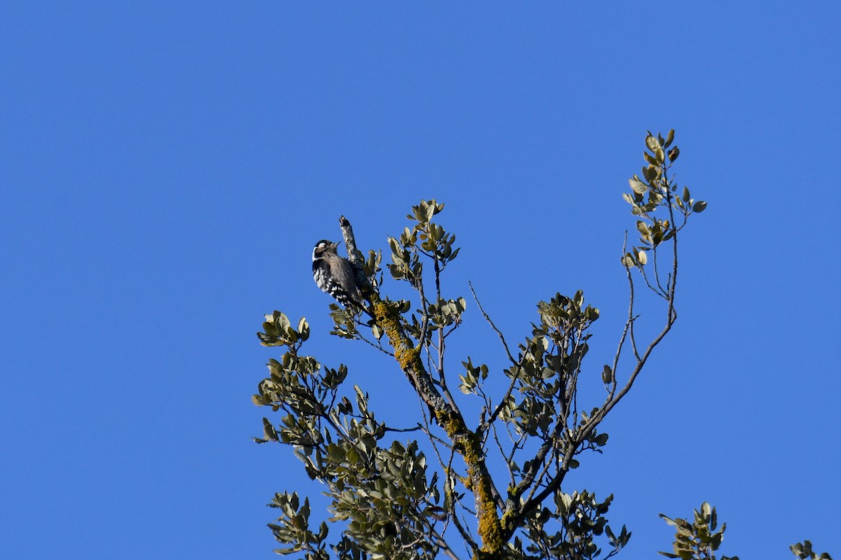 Lesser Spotted Woodpecker - ML548960351
