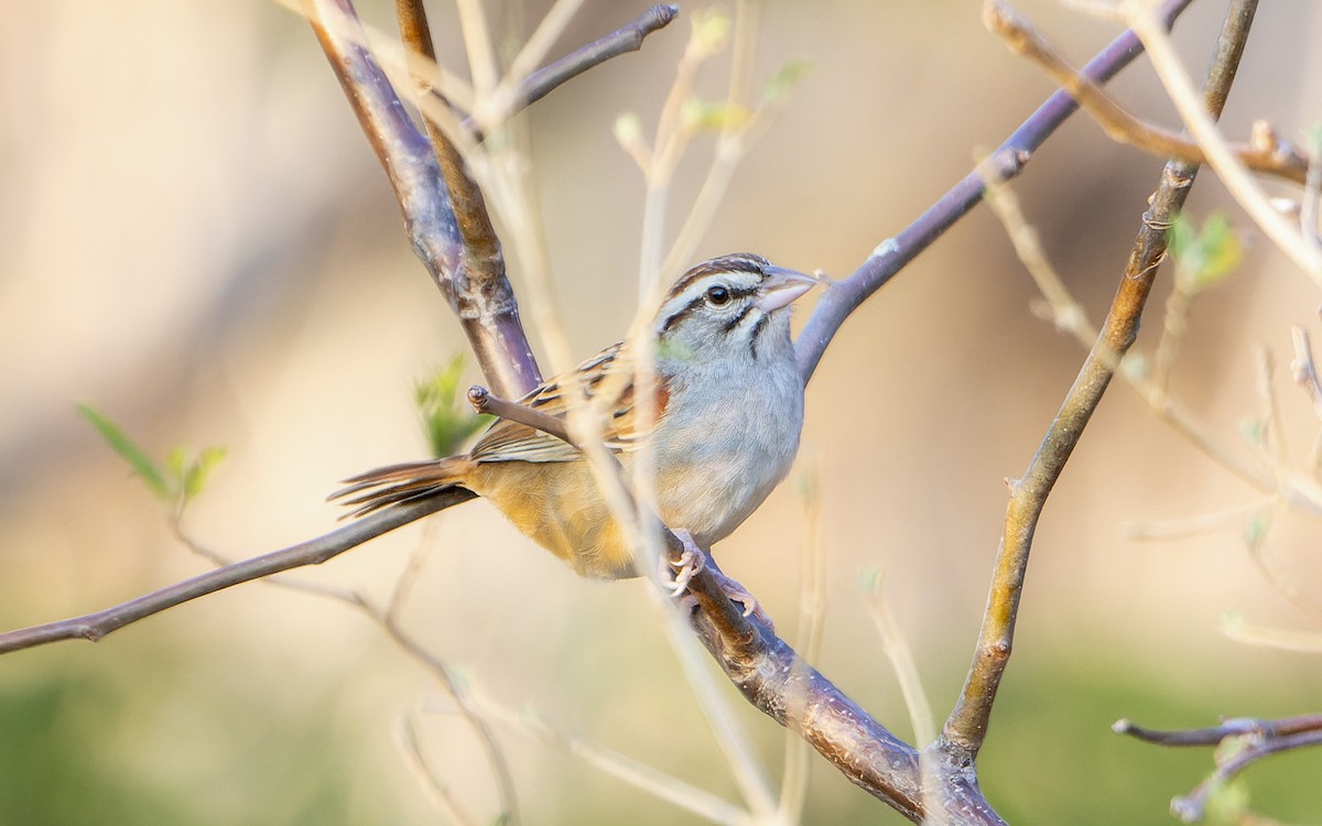 Cinnamon-tailed Sparrow - ML548960601
