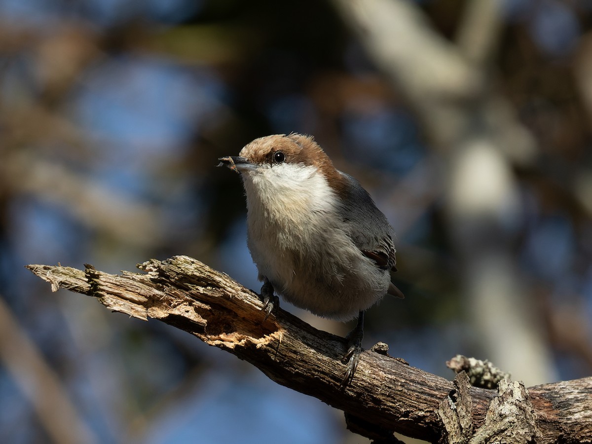 Brown-headed Nuthatch - ML548961071