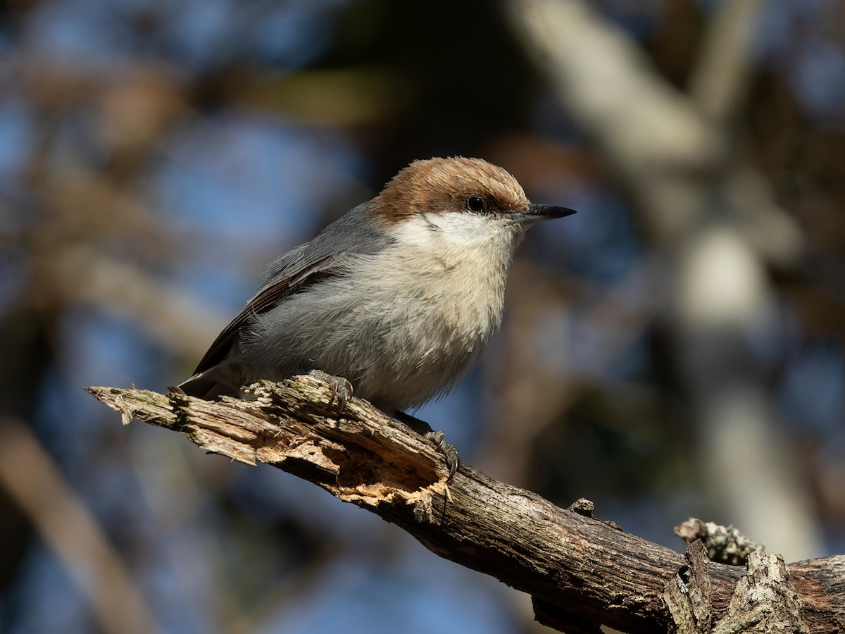 Brown-headed Nuthatch - ML548961081