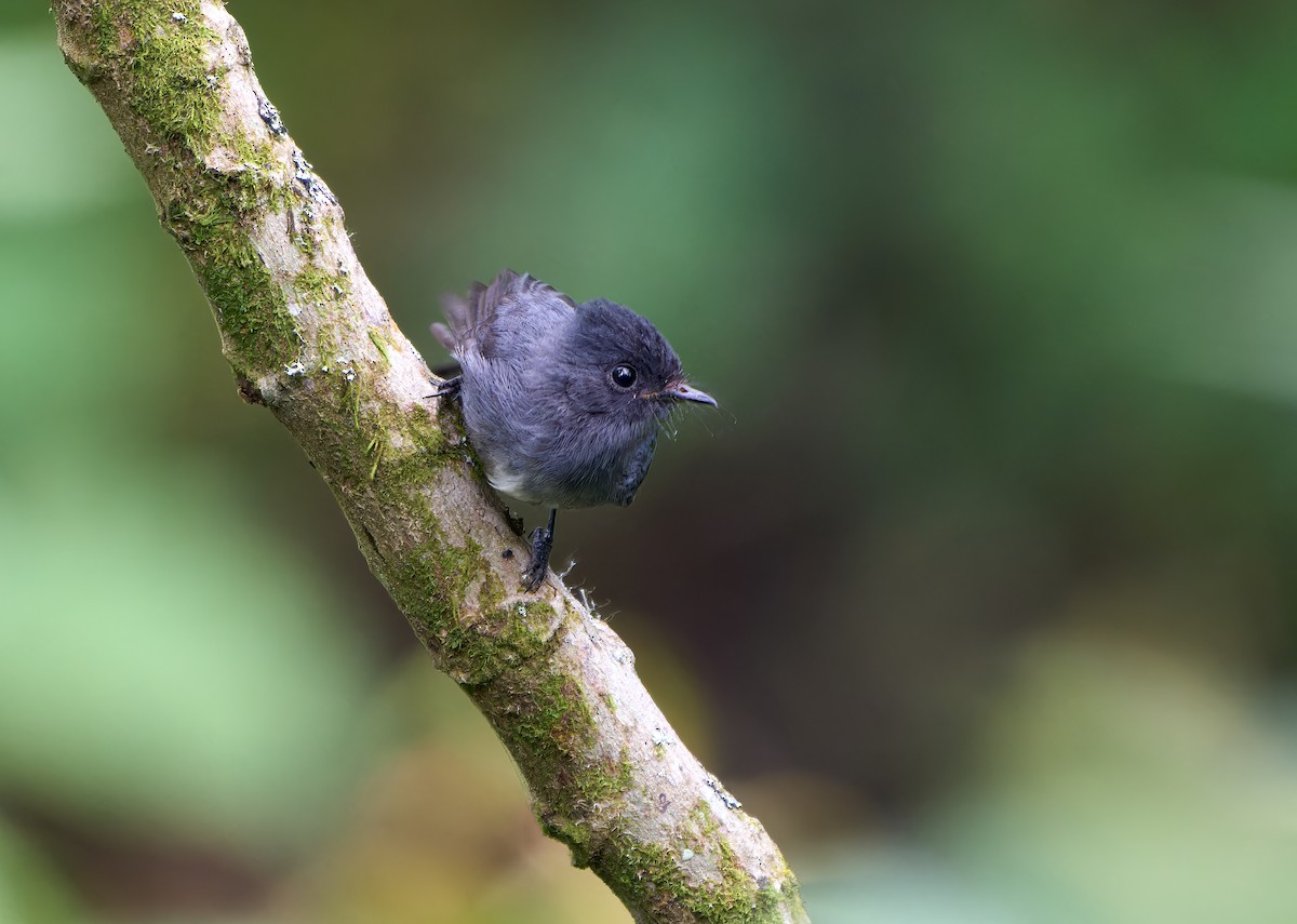 White-bellied Crested Flycatcher - ML548961121