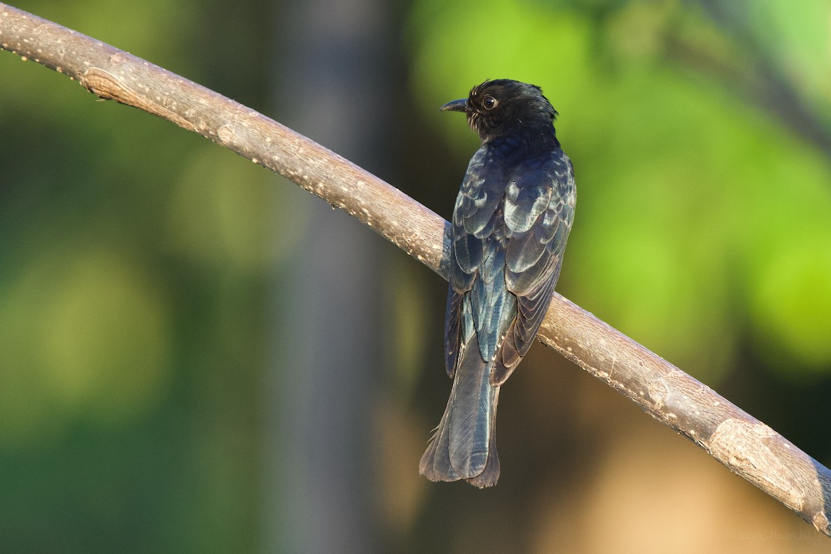 Square-tailed Drongo-Cuckoo - ML548961701