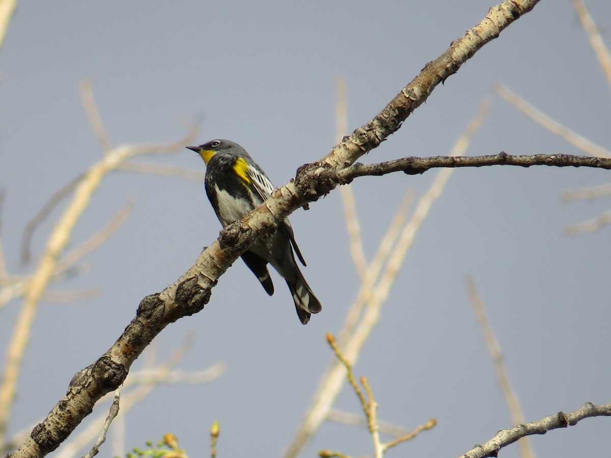 Yellow-rumped Warbler (Audubon's) - ML54896451