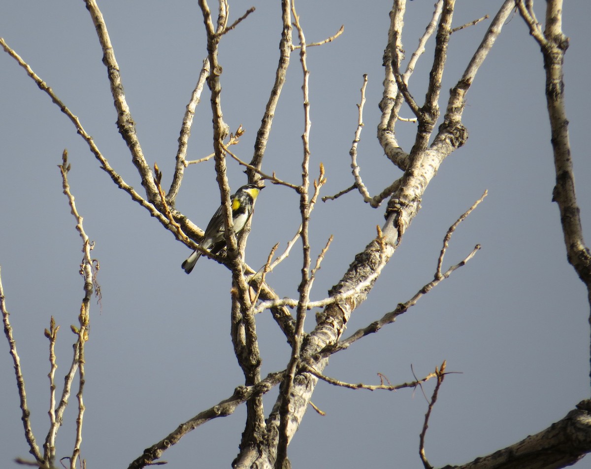 Yellow-rumped Warbler (Myrtle x Audubon's) - ML54896721