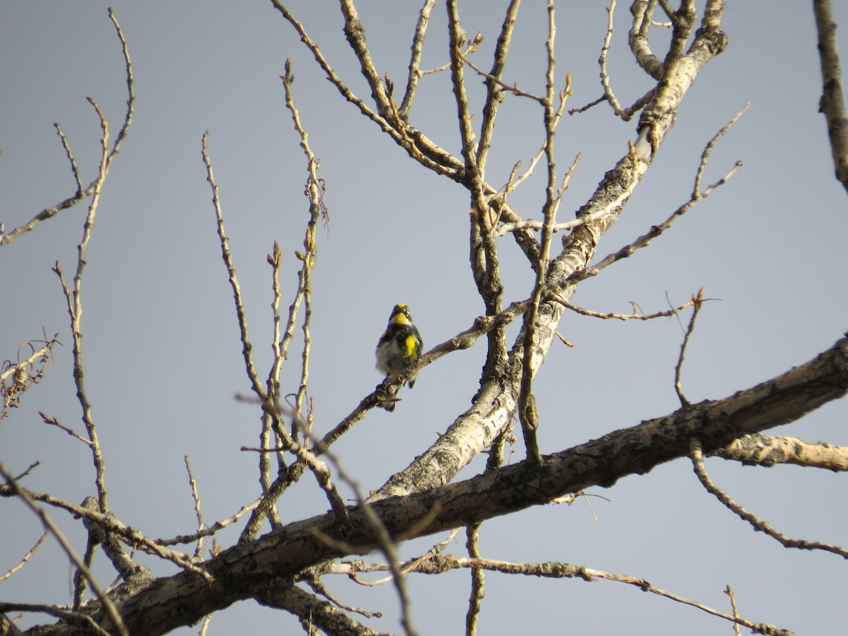 Yellow-rumped Warbler (Myrtle x Audubon's) - ML54896731