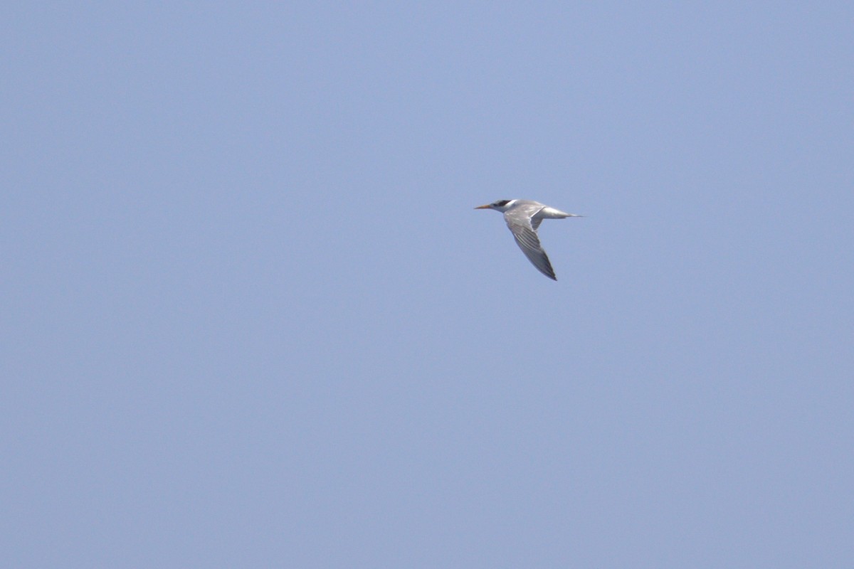 Great Crested Tern - ML548967921
