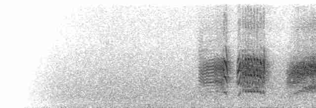  - Black Storm-Petrel