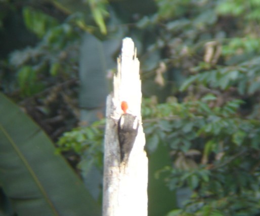 Crimson-crested Woodpecker - Bob Hargis