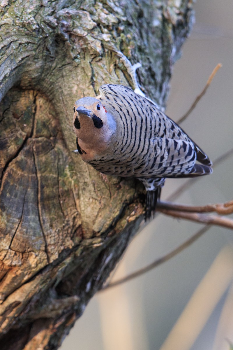 Northern Flicker (Yellow-shafted) - ML548979481