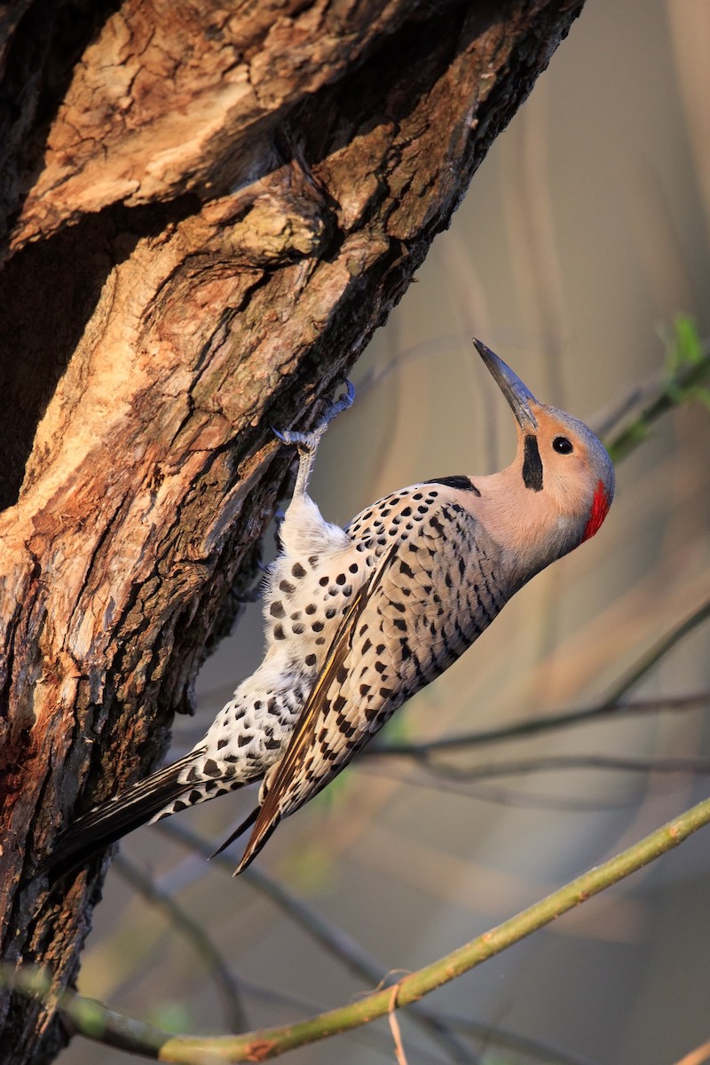 Northern Flicker (Yellow-shafted) - ML548979491