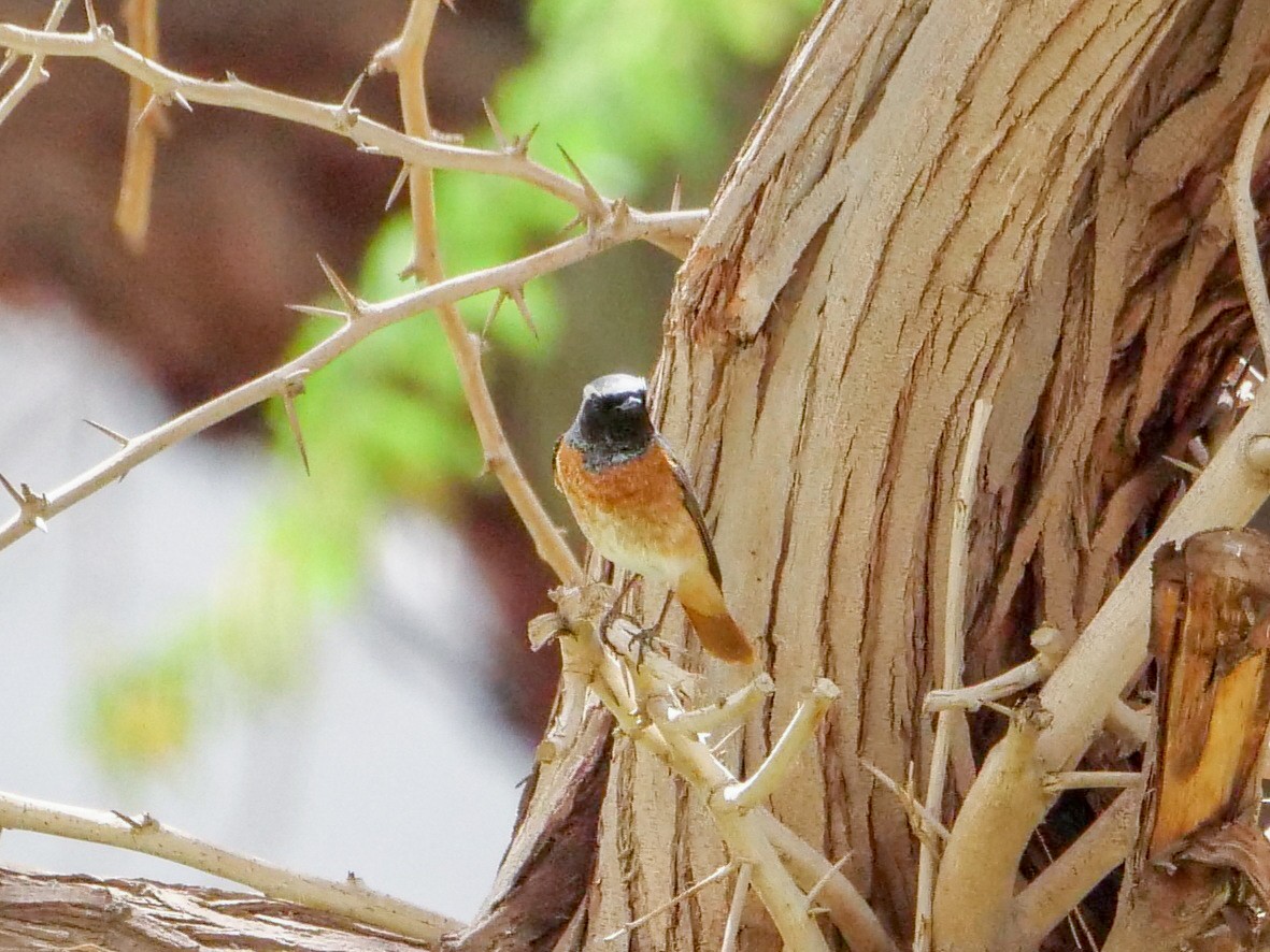 Common Redstart - ML548980631