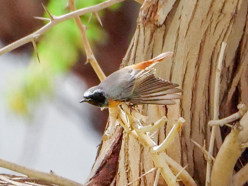 Common Redstart - Roger Horn